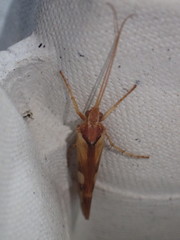 Limnephilus rhombicus