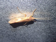 Limnephilus rhombicus