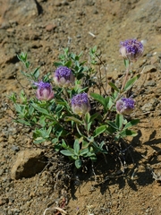 Monardella odoratissima glauca