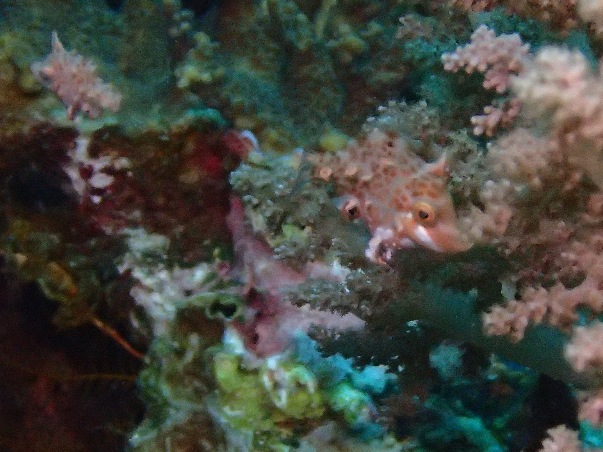 Little Filefish photo 4