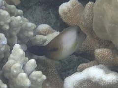 Amanses scopas
