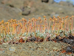 Eriogonum prociduum
