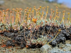 Eriogonum prociduum