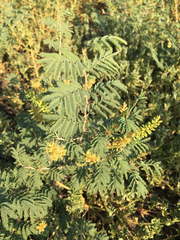 Prosopis farcta