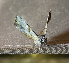 Pangrapta decoralis
