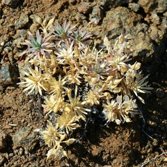 Cusickiella douglasii