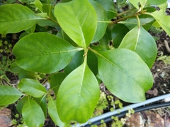 Geniostoma ligustrifolium