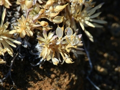 Cusickiella douglasii