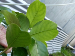 Geniostoma ligustrifolium
