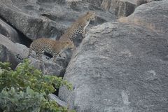 Panthera pardus fusca