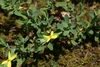 Low St. John's Wort - Photo (c) tangledbranches, some rights reserved (CC BY-NC), uploaded by tangledbranches