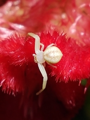 Thomisidae