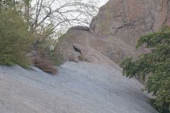 Panthera pardus fusca