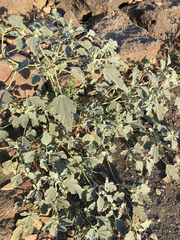 Chrozophora tinctoria