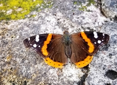 Lepidoptera