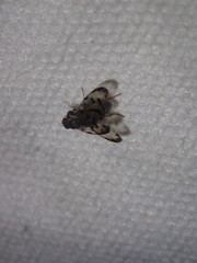 Palloptera umbellatarum