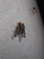 Palloptera umbellatarum