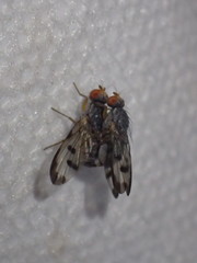 Palloptera umbellatarum