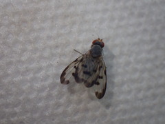 Palloptera umbellatarum