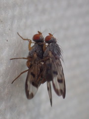 Palloptera umbellatarum