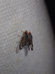 Palloptera umbellatarum