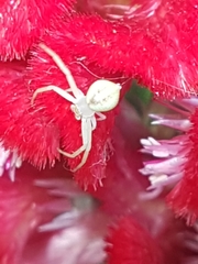 Thomisidae