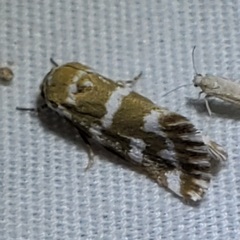 Neotarache deserticola