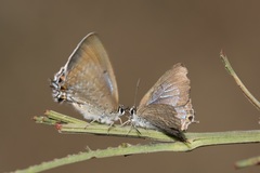 Theclinesthes miskini