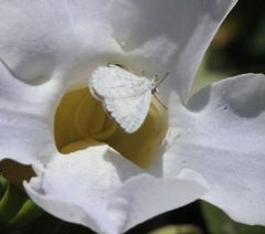 Spalgis lemolea lemolea