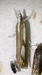 Catoptria latiradiellus