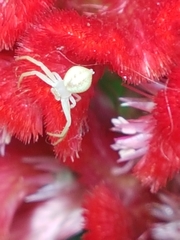 Thomisidae