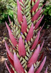 Aechmea vallerandii