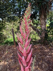 Aechmea vallerandii
