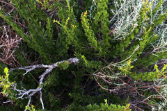 Acacia littorea
