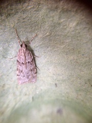 Scoparia subfusca