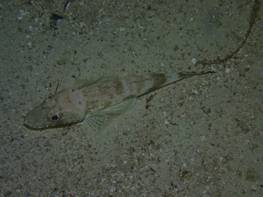 Vlekvoet-platkop (Onigocia pedimacula) — Platycephalidae