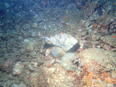 Pseudomonacanthus macrurus