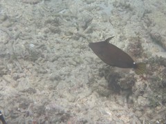 Cantherhines pardalis