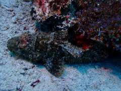 Platycephalidae
