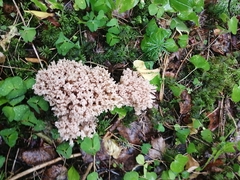 Ramaria pallida