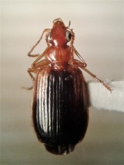Lebia scapula