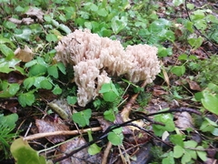 Ramaria pallida