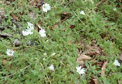 Cerastium beeringianum