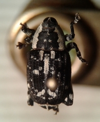 Peltophorus polymitus