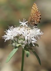 Monardella odoratissima pallida