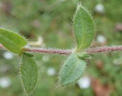 Cerastium beeringianum