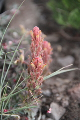 Castilleja arachnoidea