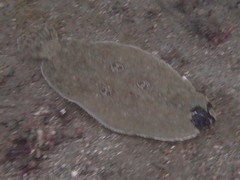 Pseudorhombus dupliciocellatus