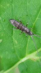 Pogonognathellus longicornis