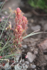 Castilleja arachnoidea